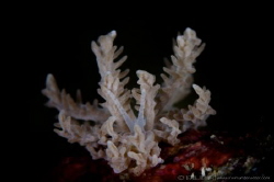 A L I E N
Nudibranch (Phyllodesmium pinnatum)
Anilao, P... by Irwin Ang 
